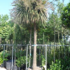 Cordyline (Cordyline Australis) 25 Cordyline (Cordyline Australis) -Aanbiedingen Tuin Vitaal Winkel cordyline australis solitair 250stam