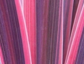 Cordyline (Cordyline 'Southern Splendour') 2 Cordyline (Cordyline 'Southern Splendour') - Afbeelding 2