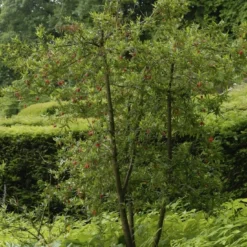 Chileense Lantaarnboom (Crinodendron Hookerianum) -Aanbiedingen Tuin Vitaal Winkel crinodendron
