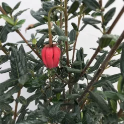 Chileense Lantaarnboom (Crinodendron Hookerianum) -Aanbiedingen Tuin Vitaal Winkel crinodendron hookerianum c20 1 1