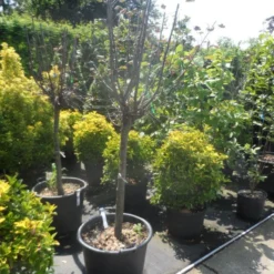 Kweepeer (Cydonia Oblonga) -Aanbiedingen Tuin Vitaal Winkel cydonia oblonga halfstam 14 16 18