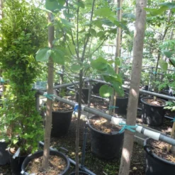 Kweepeer (Cydonia Oblonga) -Aanbiedingen Tuin Vitaal Winkel cydonia oblonga halfstam 5 6 8 c10