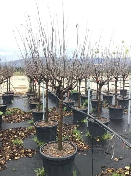 Kweepeer (Cydonia Oblonga 'Vranja') 2 Kweepeer (Cydonia Oblonga 'Vranja') - Afbeelding 2