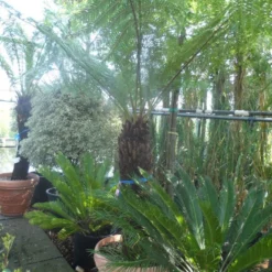 Boomvaren (Dicksonia Antarctica) 18 Boomvaren (Dicksonia Antarctica) -Aanbiedingen Tuin Vitaal Winkel dicksonia antarctica 100 120stam