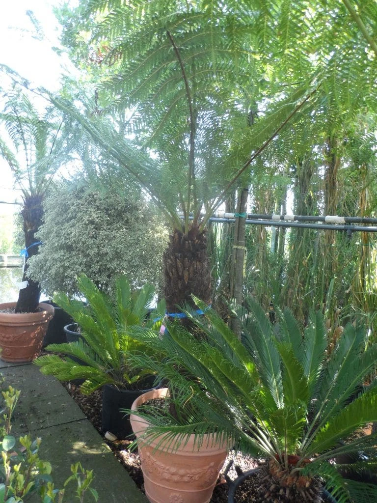 Boomvaren (Dicksonia Antarctica) 7 Boomvaren (Dicksonia Antarctica) - Afbeelding 7