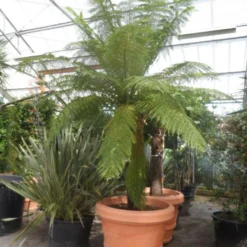 Grote Boomvaren (Dicksonia Antarctica) 23 Grote Boomvaren (Dicksonia Antarctica) -Aanbiedingen Tuin Vitaal Winkel dicksonia antarctica 160stam extra 1
