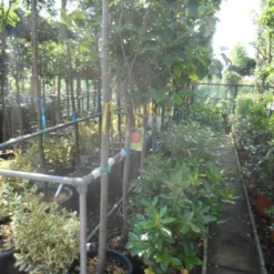 Kaki (Diospyros Kaki) -Aanbiedingen Tuin Vitaal Winkel diospyros kaki halfstam 12 14 1