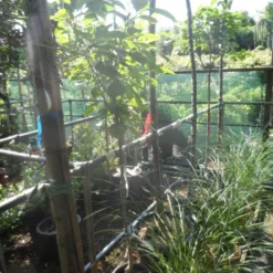 Kaki (Diospyros Kaki) -Aanbiedingen Tuin Vitaal Winkel diospyros kaki halfstam 5 6 8 c10