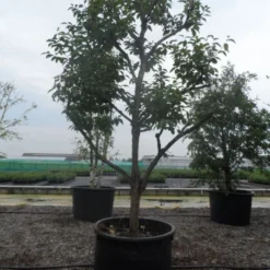 Kaki (Diospyros Kaki) -Aanbiedingen Tuin Vitaal Winkel diospyros kaki muscat solitair