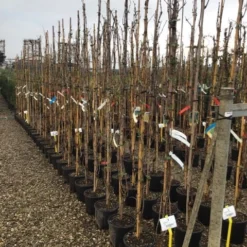 Witte Druif (Vitis Vinifera 'Italia') 5 Witte Druif (Vitis Vinifera 'Italia') -Aanbiedingen Tuin Vitaal Winkel druif