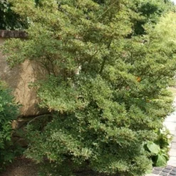 Pronkklokje (Enkianthus Campanulatus) -Aanbiedingen Tuin Vitaal Winkel enkianthus campanulatus