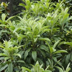 Japanse Mispel (Eriobotrya Japonica)