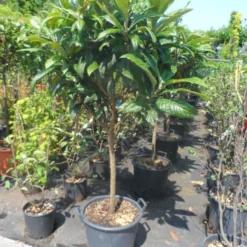 Japanse Mispel Als Boom (Eriobotrya Japonica) -Aanbiedingen Tuin Vitaal Winkel eriobotrya japonica 60stam c30