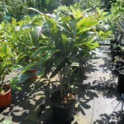 Japanse Mispel (Eriobotrya Japonica) -Aanbiedingen Tuin Vitaal Winkel eriobotrya japonica 80 100 125 c35 1