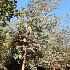 Eucalyptus Als Boom (Eucalyptus Gunnii) 16 Eucalyptus Als Boom (Eucalyptus Gunnii) -Aanbiedingen Tuin Vitaal Winkel eucalypthus gunii 10 12 2