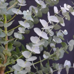 Winterharde Eucalyptus (Eucalyptus Gunnii 'Azura') -Aanbiedingen Tuin Vitaal Winkel eucalyptus azura 2