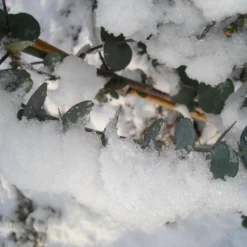 Winterharde Eucalyptus (Eucalyptus Gunnii 'Azura') -Aanbiedingen Tuin Vitaal Winkel eucalyptus azura hardy