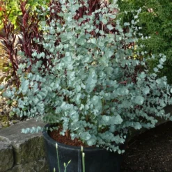 Winterharde Eucalyptus (Eucalyptus Gunnii 'Azura') -Aanbiedingen Tuin Vitaal Winkel eucalyptus azura toepassing kopie