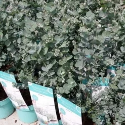 Winterharde Eucalyptus (Eucalyptus Gunnii 'Azura') -Aanbiedingen Tuin Vitaal Winkel eucalyptusazura02