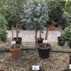 Eucalyptus Op Stam (Eucalyptus Gunnii) -Aanbiedingen Tuin Vitaal Winkel eucalytus gunni 80cm stam
