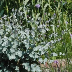 Eucalyptus Als Boom (Eucalyptus Gunnii) 14 Eucalyptus Als Boom (Eucalyptus Gunnii) -Aanbiedingen Tuin Vitaal Winkel eugunnii 8