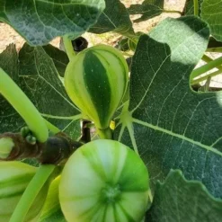 Vijg Op Stam (Ficus Carica 'Panache') 6 Vijg Op Stam (Ficus Carica 'Panache') -Aanbiedingen Tuin Vitaal Winkel ficus caira panachee 2 1