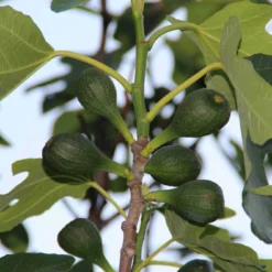 Vijg (Ficus Carica) 12 Vijg (Ficus Carica) -Aanbiedingen Tuin Vitaal Winkel ficus carica 2