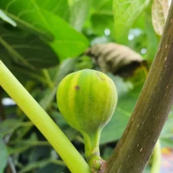 Vijg (Ficus Carica 'Panache') 9 Vijg (Ficus Carica 'Panache') -Aanbiedingen Tuin Vitaal Winkel ficuscaricapanache01