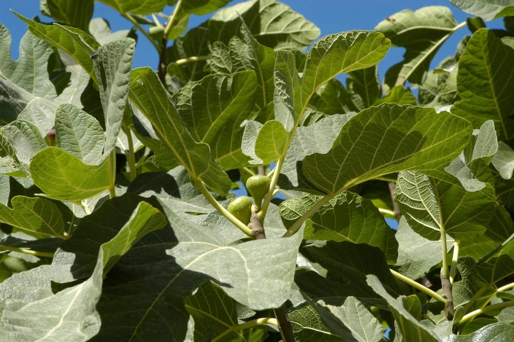Vijg (Ficus Carica 'Panache') 5 Vijg (Ficus Carica 'Panache') - Afbeelding 5