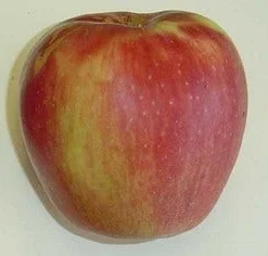 Appelboom (Malus Domestica 'Groninger Kroon') 5 Appelboom (Malus Domestica 'Groninger Kroon') -Aanbiedingen Tuin Vitaal Winkel groninger kroon 1