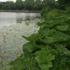 Mammoetblad (Gunnera Manicata) 13 Mammoetblad (Gunnera Manicata) -Aanbiedingen Tuin Vitaal Winkel gunnera
