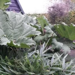 Mammoetblad (Gunnera Manicata) 17 Mammoetblad (Gunnera Manicata) -Aanbiedingen Tuin Vitaal Winkel gunnera manicata 1 1