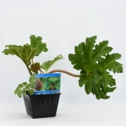 Mammoetblad (Gunnera Manicata) 18 Mammoetblad (Gunnera Manicata) -Aanbiedingen Tuin Vitaal Winkel gunnera manicata 28x28 20180412192854 2