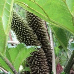 Mammoetblad (Gunnera Manicata) 14 Mammoetblad (Gunnera Manicata) -Aanbiedingen Tuin Vitaal Winkel gunnera manicata 2
