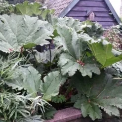 Mammoetblad (Gunnera Manicata) 15 Mammoetblad (Gunnera Manicata) -Aanbiedingen Tuin Vitaal Winkel gunnera manicata 2 1