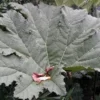 Mammoetblad (Gunnera Manicata)