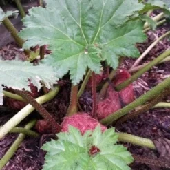 Mammoetblad (Gunnera Manicata) 16 Mammoetblad (Gunnera Manicata) -Aanbiedingen Tuin Vitaal Winkel gunnera manicata 4