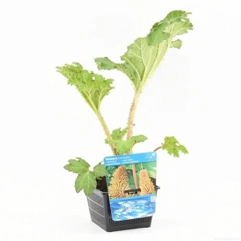 Mammoetblad (Gunnera Manicata) 9 Mammoetblad (Gunnera Manicata) - Afbeelding 9