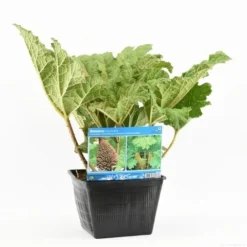 Mammoetblad (Gunnera Manicata) 20 Mammoetblad (Gunnera Manicata) -Aanbiedingen Tuin Vitaal Winkel gunnera manicata s e 13645 p28