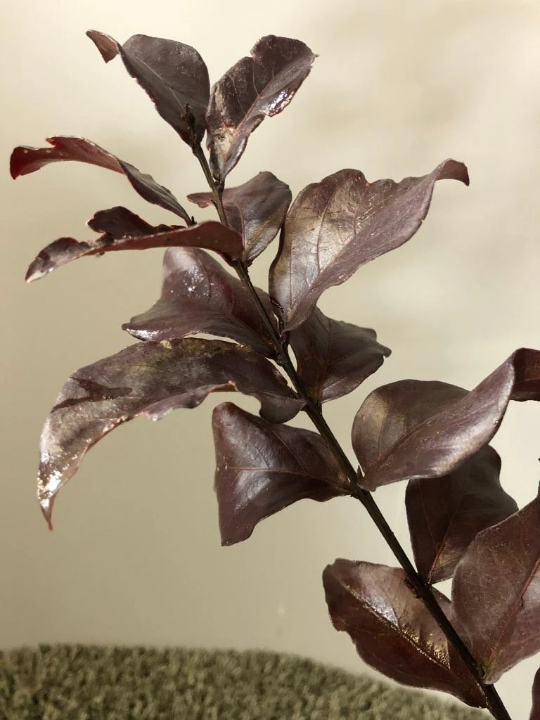 Lagerstroemia (Lagerstroemia Indica 'Rhapsody In Pink') 2 Lagerstroemia (Lagerstroemia Indica 'Rhapsody In Pink') - Afbeelding 2