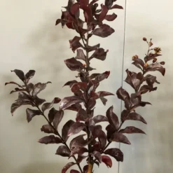 Lagerstroemia Als Halfstam (Lagerstroemia Indica 'Rhapsody In Pink') -Aanbiedingen Tuin Vitaal Winkel img 2474 1 1