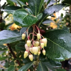 Aardbeiboom Als Struik (Arbutus Unedo) -Aanbiedingen Tuin Vitaal Winkel img 2585