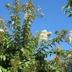 Lagerstroemia Halfstam (Lagerstroemia Indica 'Burgundy Cotton') -Aanbiedingen Tuin Vitaal Winkel img 4003