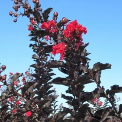 Lagerstroemia Als Halfstam (Lagerstroemia 'Black Diamond Best Red') -Aanbiedingen Tuin Vitaal Winkel img 4246