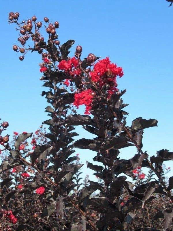 Lagerstroemia (Lagerstroemia 'Black Diamond Best Red') 2 Lagerstroemia (Lagerstroemia 'Black Diamond Best Red') - Afbeelding 2