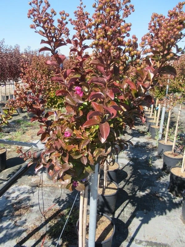 Lagerstroemia Als Halfstam (Lagerstroemia Indica 'Berry Dazzle') 3 Lagerstroemia Als Halfstam (Lagerstroemia Indica 'Berry Dazzle') - Afbeelding 3