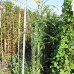 Jasmijn (Jasminum Officinale) -Aanbiedingen Tuin Vitaal Winkel jasminum officinale 175 200