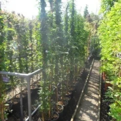 Jasmijn (Jasminum Officinale) -Aanbiedingen Tuin Vitaal Winkel jasminum officinale 175 200 c10