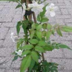 Jasmijn (Jasminum Officinale) -Aanbiedingen Tuin Vitaal Winkel jasminum officinale 2