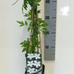 Jasmijn (Jasminum Officinale) -Aanbiedingen Tuin Vitaal Winkel jasminum officinalis 50 60 c2 1